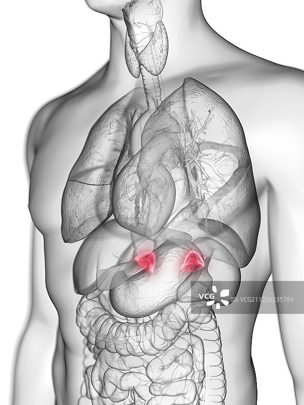 男人的肾上腺插画图片素材