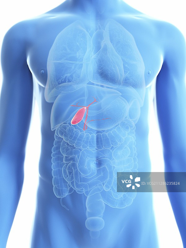 男人的胆囊插画图片素材