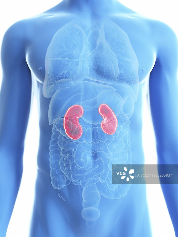 男子的肾脏插画图片素材