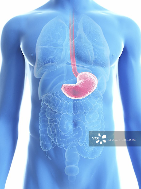 男人的胃部插图图片素材
