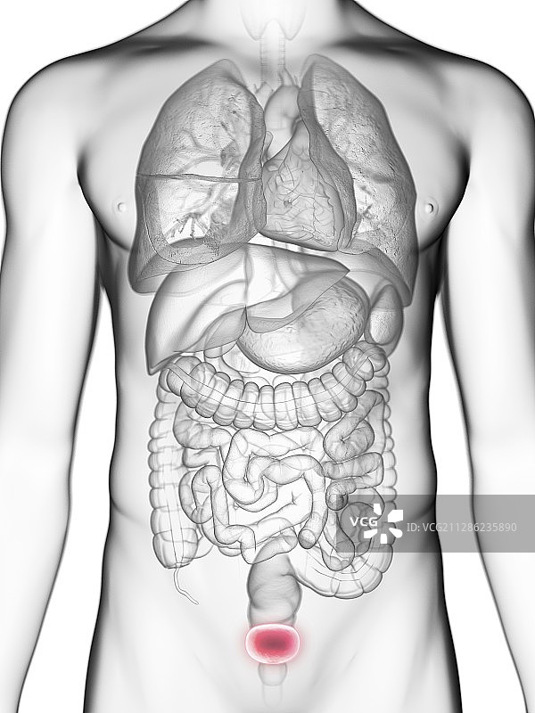 男子的膀胱插画图片素材