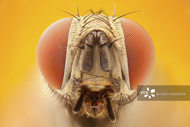 苍蝇头部图片素材