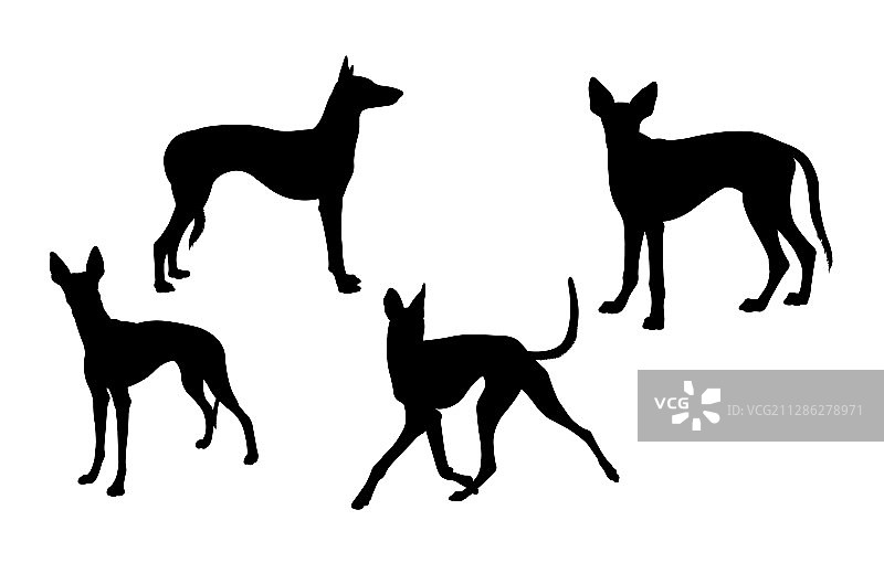 伊比赞猎犬剪影01图片素材