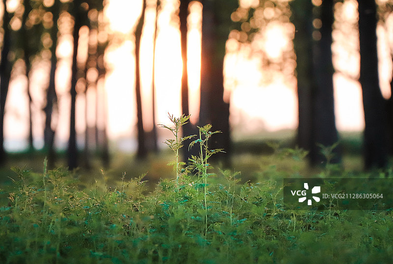 魔幻自然界图片素材