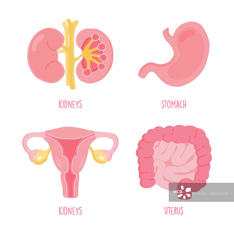 人体内脏器官合集图片素材