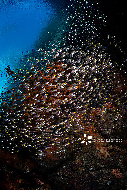 一群拟单鳍鱼组成的鱼球图片素材