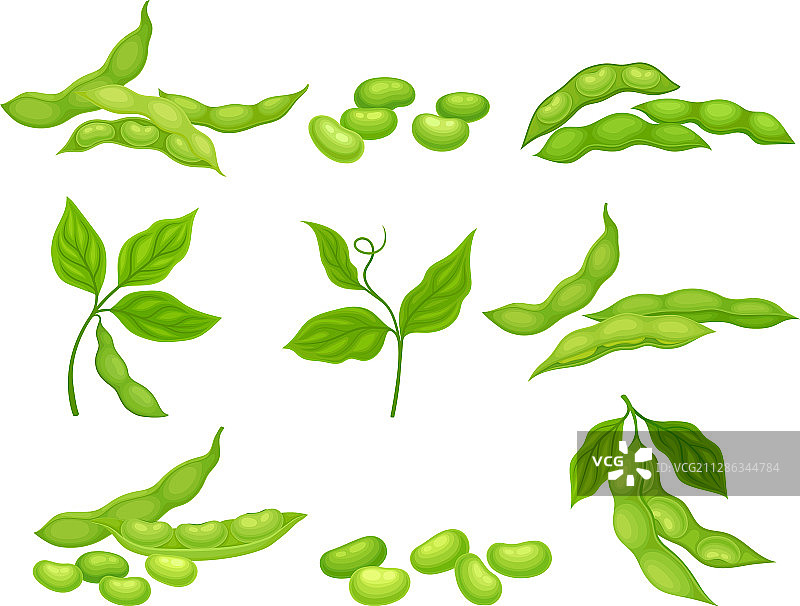 带有成熟豆荚和绿叶的大豆植物图片素材