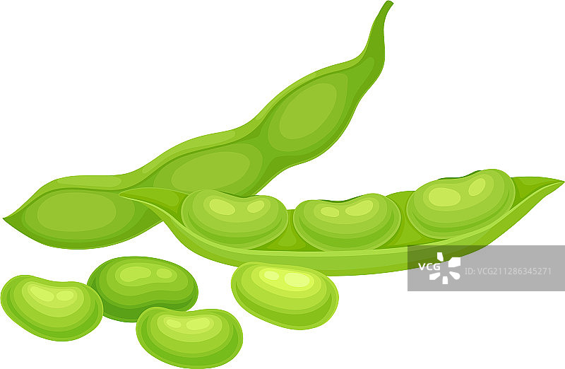 开放和封闭的绿色大豆荚图片素材