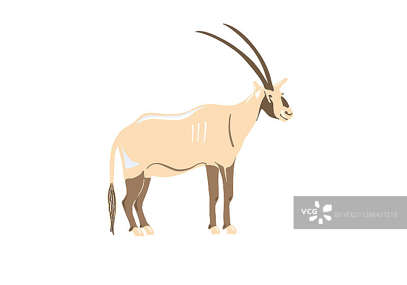 来自阿拉伯联合酋长国迪拜沙漠的阿拉伯羚羊图片素材