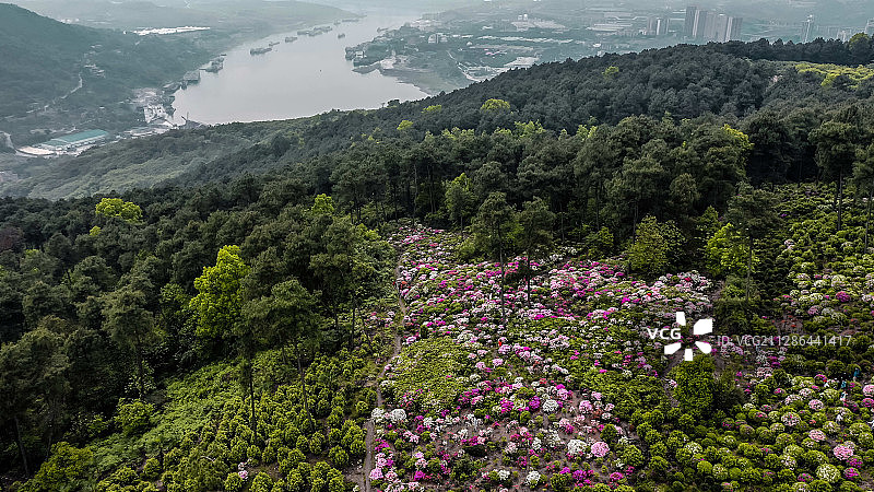 放牛杜鹃图片素材
