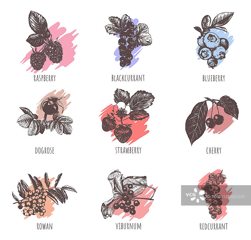 浆果合集图片素材