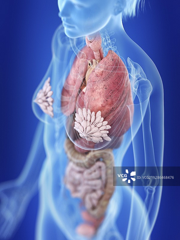女性胸腔解剖结构插画图片素材