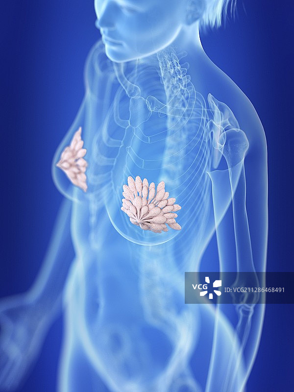 女人的乳腺插画图片素材