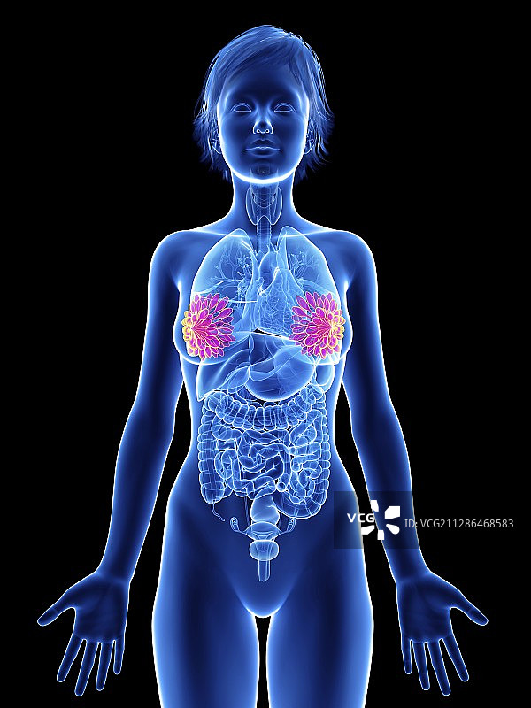 女人的乳腺插画图片素材