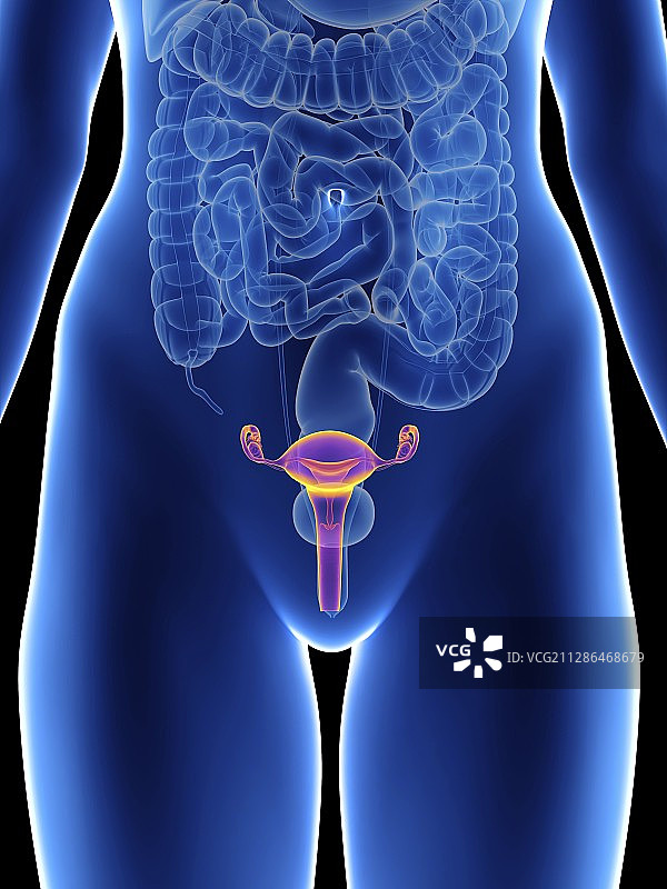 女性子宫插图图片素材