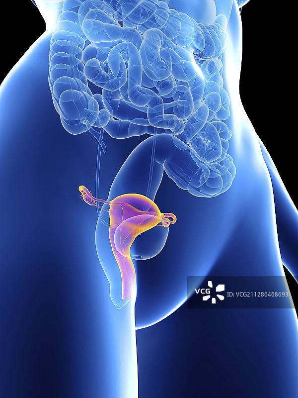 女性子宫插图图片素材