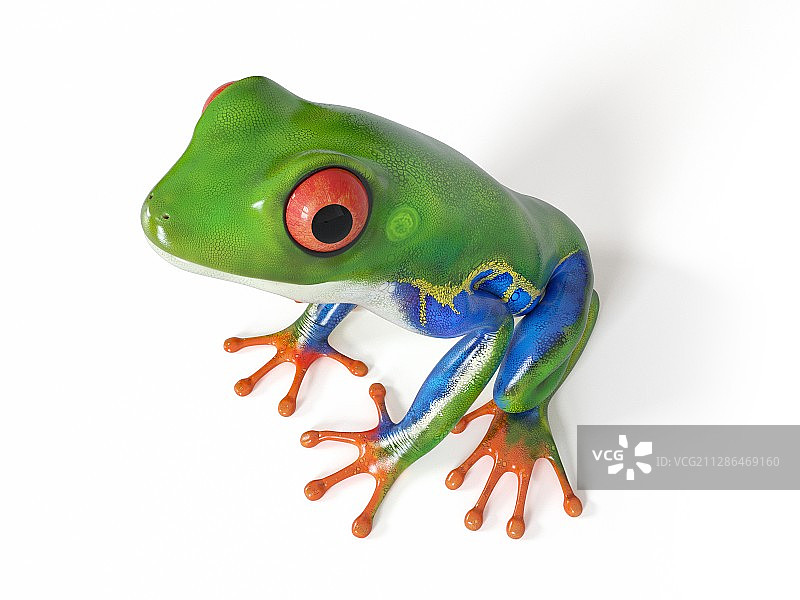 热带青蛙插画图片素材