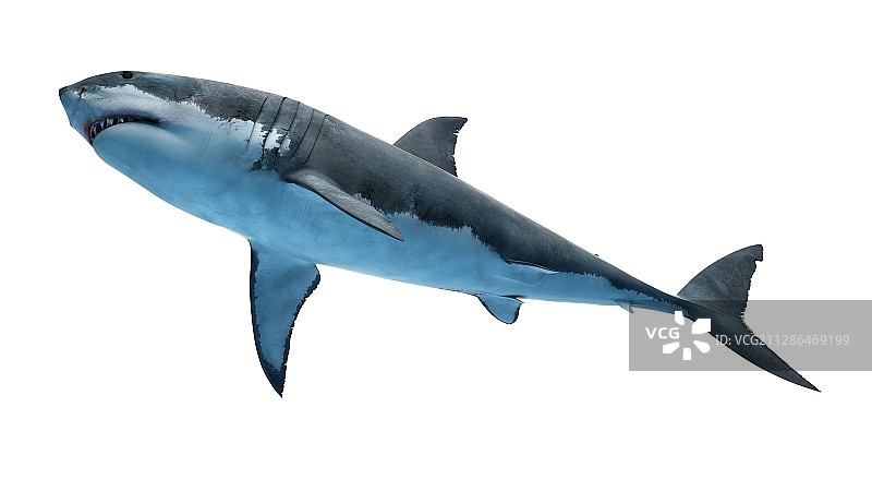 大白鲨插画图片素材