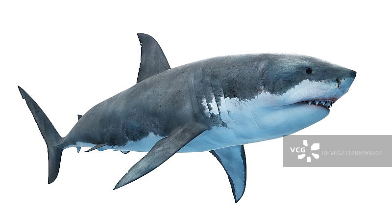 大白鲨插画图片素材