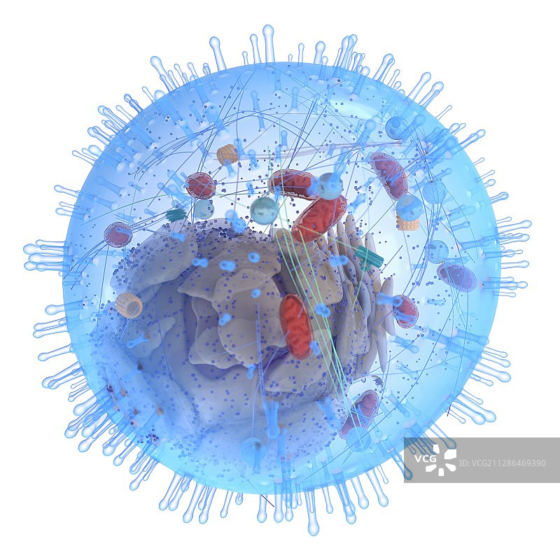 人体细胞插画图片素材