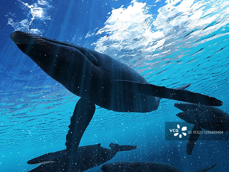座头鲸插画图片素材