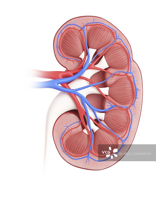 肾脏插画图片素材