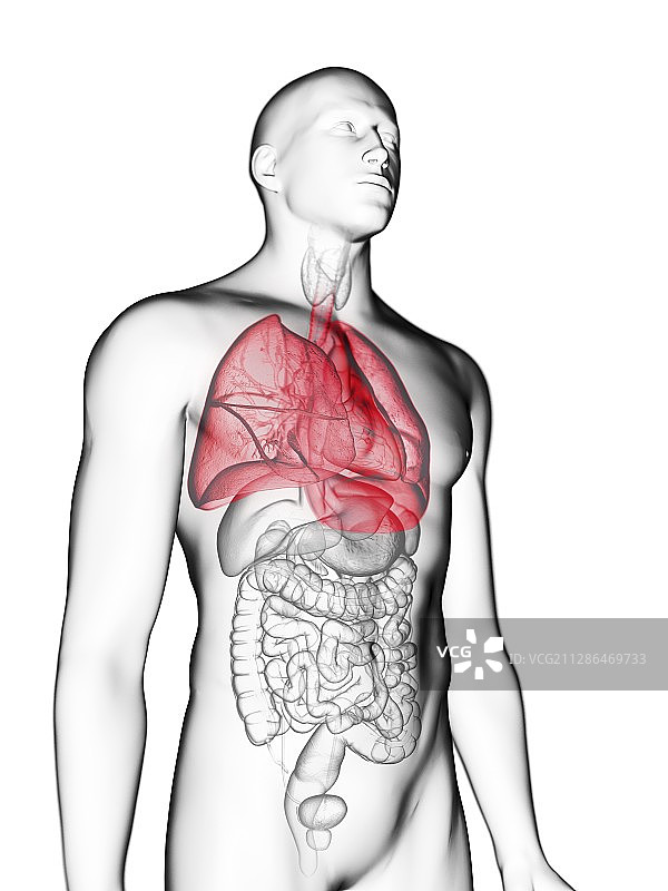 男人的肺部插画图片素材