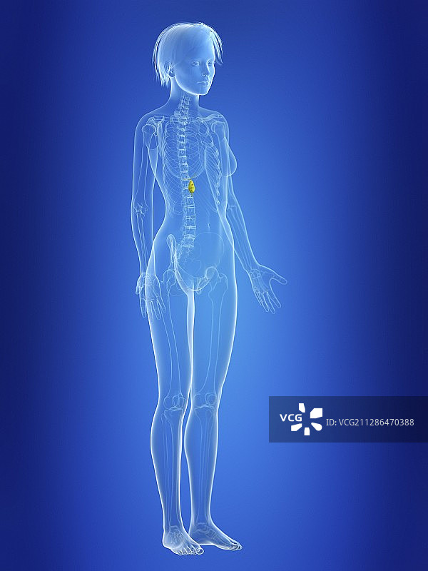 女性胆囊插画图片素材