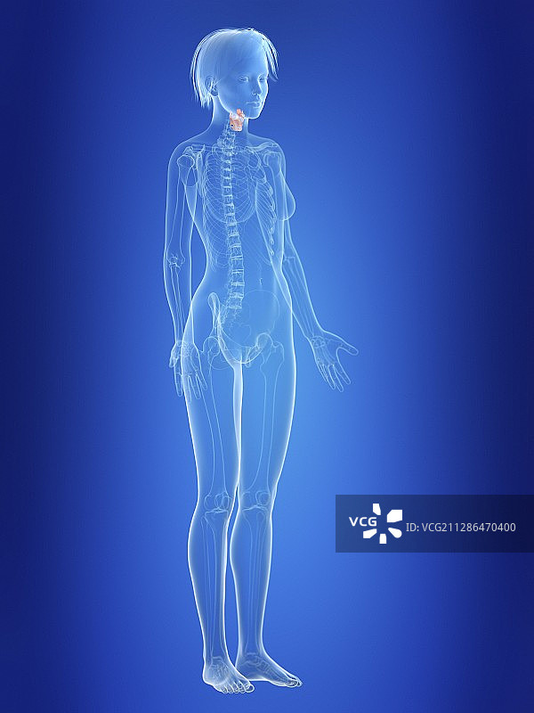 女人的喉部插画图片素材