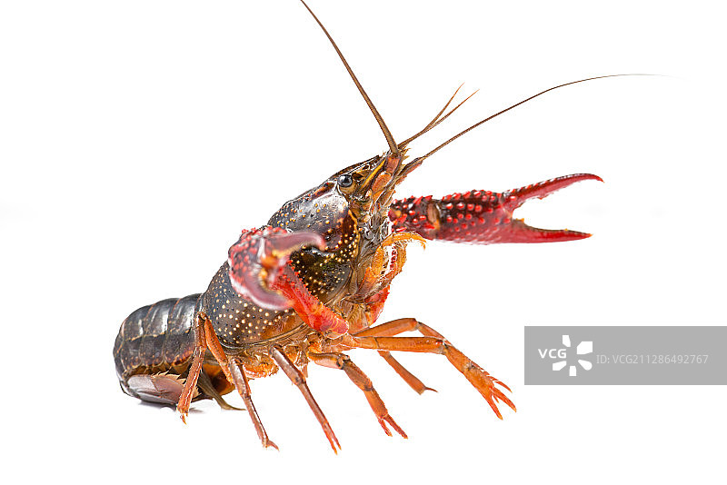 活体小龙虾高清特写图片素材