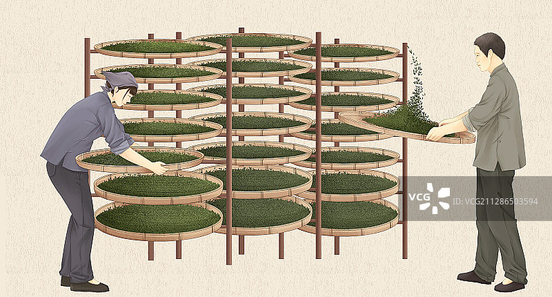 制茶工艺干燥摇青图片素材