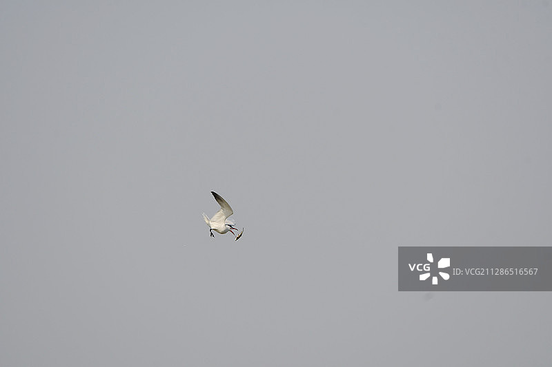 红嘴巨鸥空中调换鱼图片素材