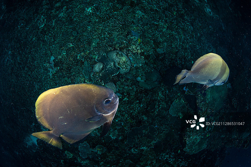 珊瑚礁上游过的两只波氏燕魚图片素材