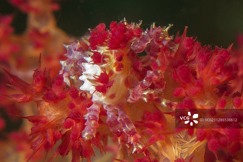 伪装在软珊瑚中的软珊瑚蟹图片素材