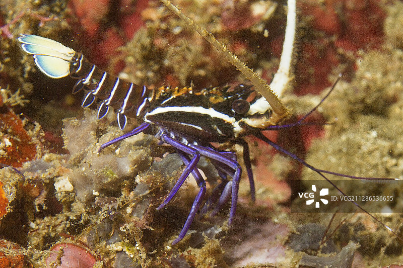 彩绘幼年多刺龙虾图片素材