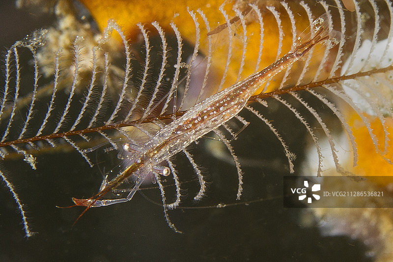 棕条水螅虾图片素材