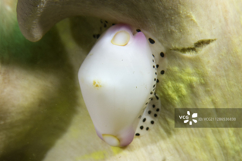 黑点卵宝贝图片素材