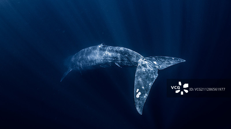 一只蓝鲸图片素材