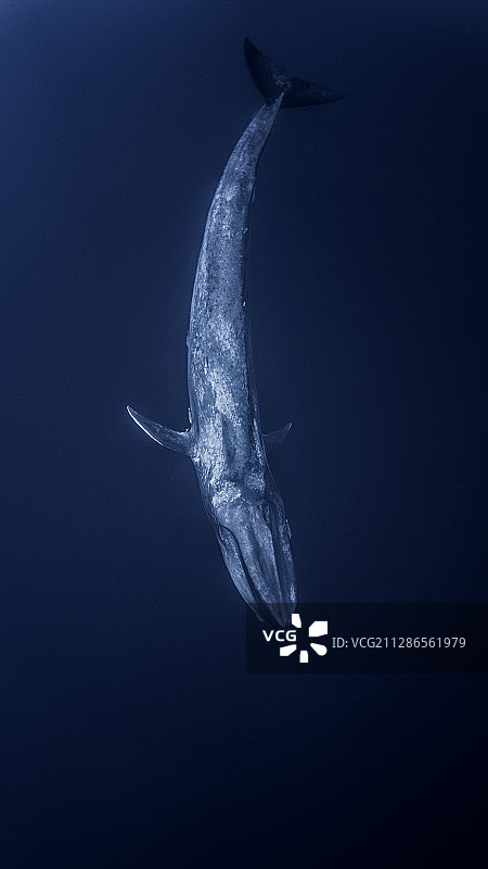 一只蓝鲸图片素材