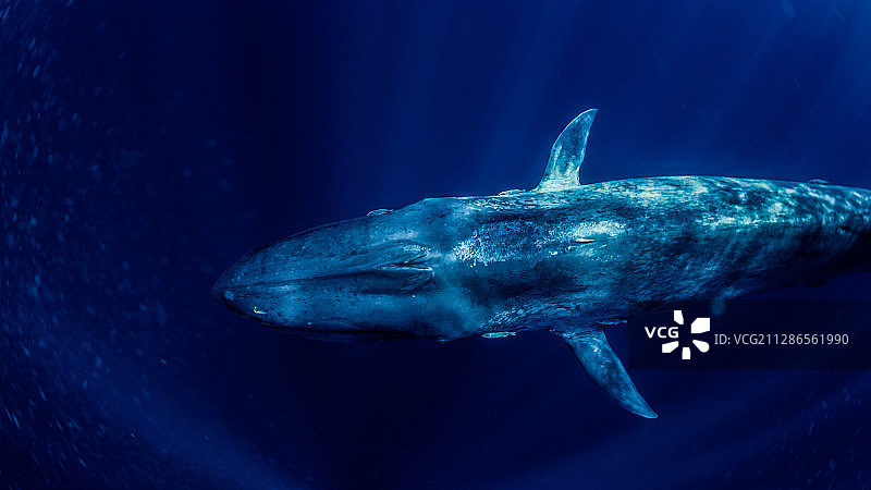 一只蓝鲸图片素材