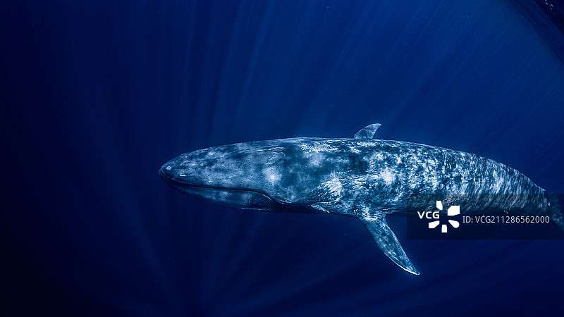 一只蓝鲸图片素材