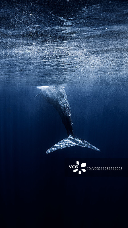 一只蓝鲸图片素材