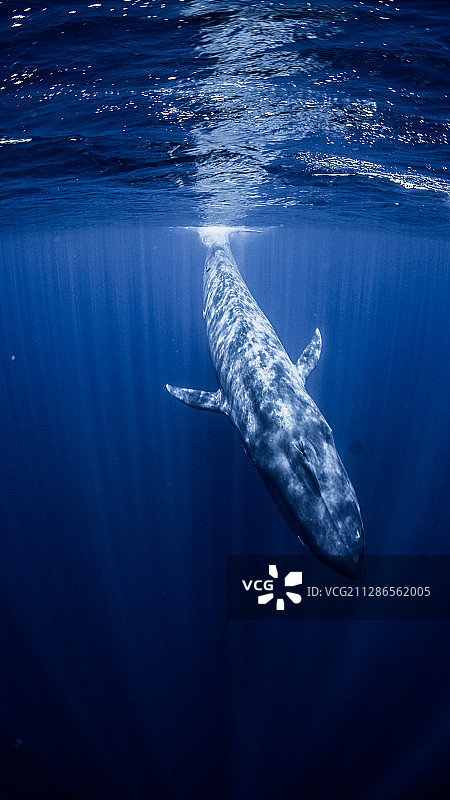 一只蓝鲸图片素材