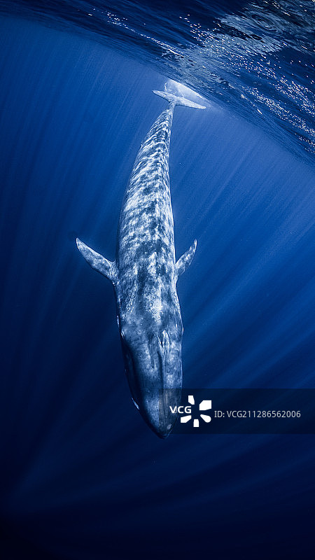 一只蓝鲸图片素材