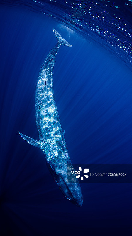 一只蓝鲸图片素材