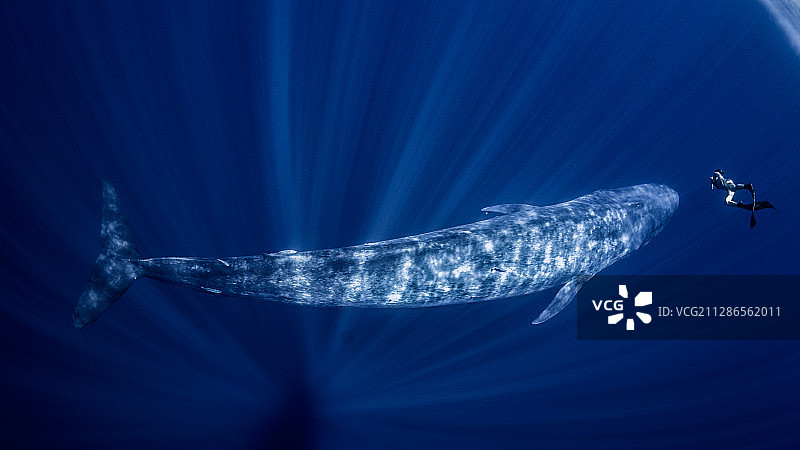 一只蓝鲸和一个自由潜水员图片素材