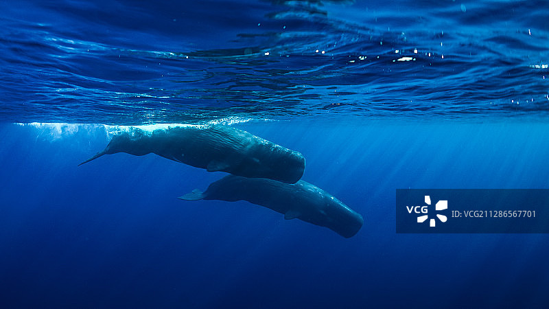 两只抹香鲸图片素材