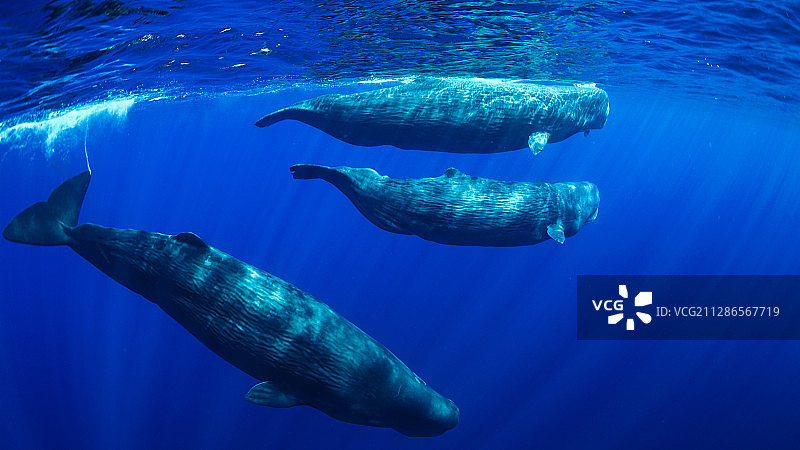 三只抹香鲸图片素材