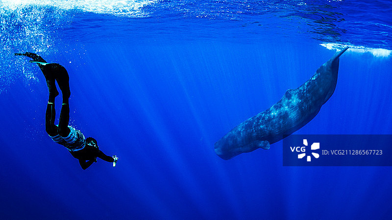 一只抹香鲸和一个下潜的自由潜水员图片素材