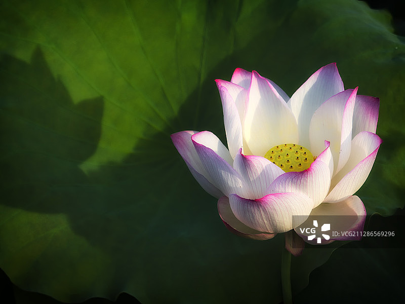 荷花的倩影图片素材